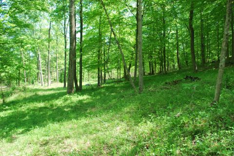 Clearing above the homesite