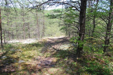 One of the paths through the woods