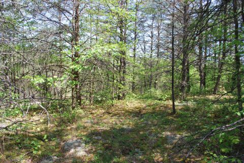 Clearing above the homesite