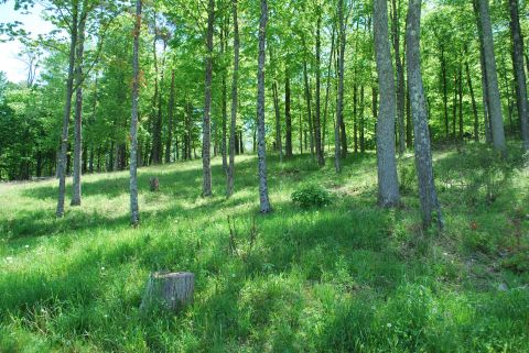 Trees above the homesite